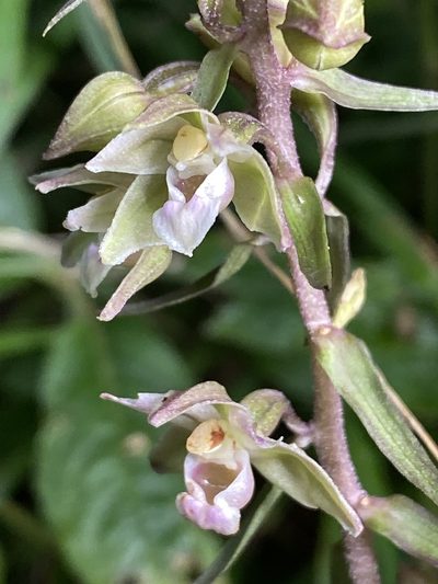 Epipactis purpurata, photographed by Terry Instone