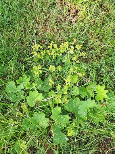 Alchemilla xanthochlora, photographed by Manuel R Popp