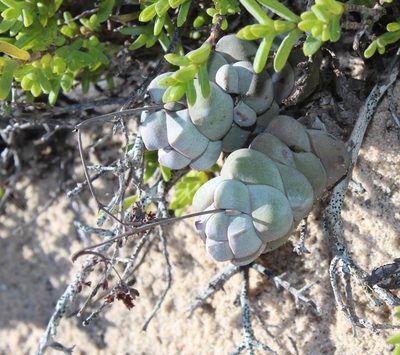 Crassula plegmatoides, photographed by Tony Rebelo