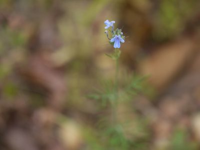 Lavandula bipinnata, photographed by Dinesh Valke