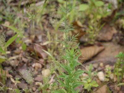 Lavandula bipinnata, photographed by Dinesh Valke