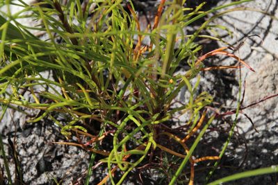 Senecio chrysocoma, photographed by Tony Rebelo
