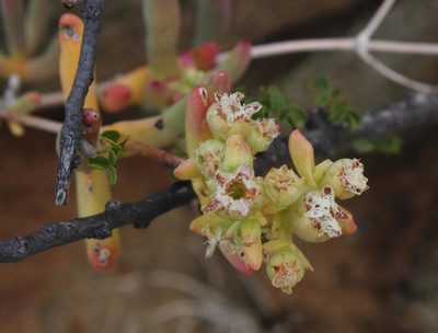 Stoeberia frutescens, photographed by Tony Rebelo