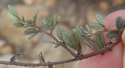 Indigofera swartbergensis, photographed by Nicola van Berkel