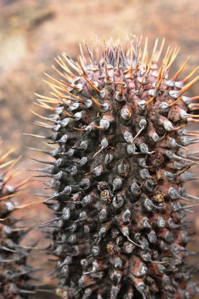 Hoodia alstonii, photographed by Tony Rebelo