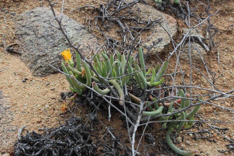 Cephalophyllum herrei, photographed by Tony Rebelo