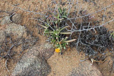 Cephalophyllum herrei, photographed by Tony Rebelo