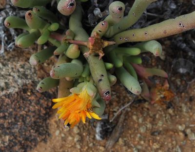 Cephalophyllum herrei, photographed by Tony Rebelo