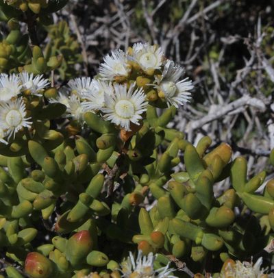 Stoeberia utilis, photographed by Tony Rebelo