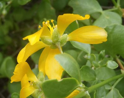 Roepera foetida, photographed by Nicola van Berkel