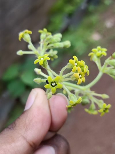 Gongronemopsis tenacissima, photographed by Pranav Chandra Bose