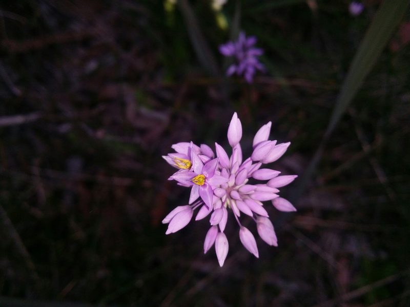 Sowerbaea laxiflora, photographed by Helium Luo