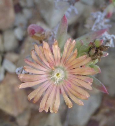 Mestoklema tuberosum, photographed by Nicola van Berkel