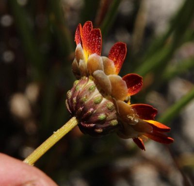 Ursinia oreogena, photographed by Tony Rebelo
