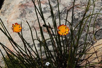 Ursinia oreogena, photographed by Tony Rebelo