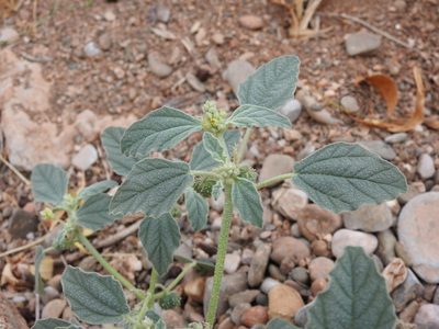 Chrozophora tinctoria, photographed by Duarte Frade