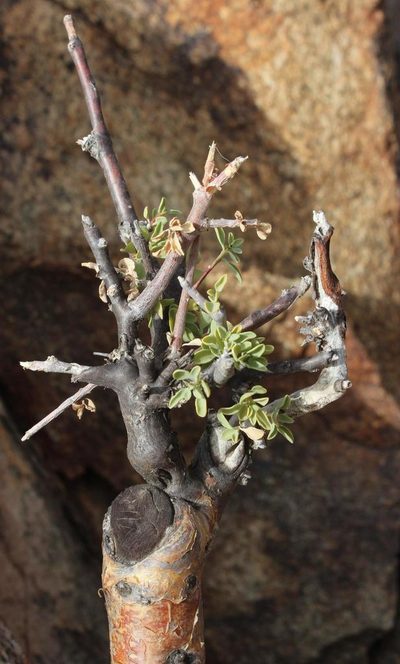 Euphorbia guerichiana, photographed by Tony Rebelo