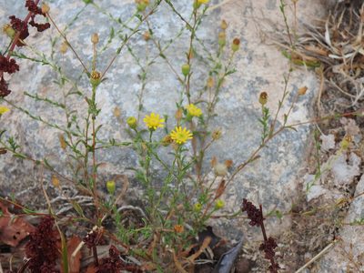 Pulicaria arabica, photographed by Duarte Frade