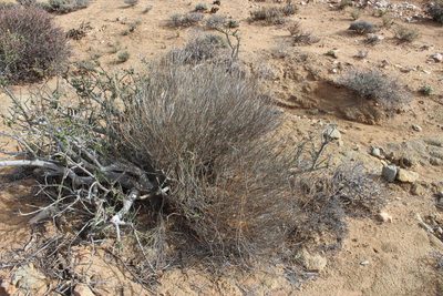 Hermbstaedtia glauca, photographed by Tony Rebelo