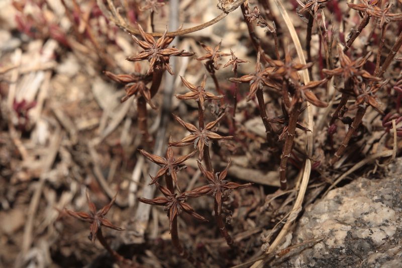 Phedimus stellatus, photographed by Daniel Linzbauer