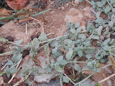 Heliotropium supinum, photographed by Duarte Frade
