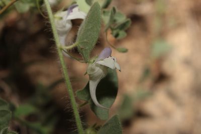 Kickxia commutata, photographed by Daniel Linzbauer