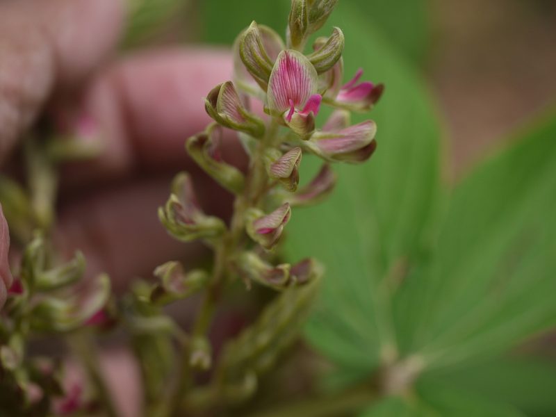 Flemingia semialata, photographed by Dinesh Valke