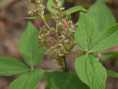 Flemingia semialata, photographed by Dinesh Valke