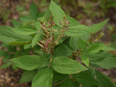 Flemingia semialata, photographed by Dinesh Valke