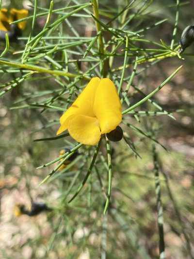 Gompholobium grandiflorum, photographed by prossington