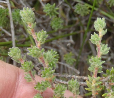 Cliffortia eriocephalina, photographed by Nicola van Berkel