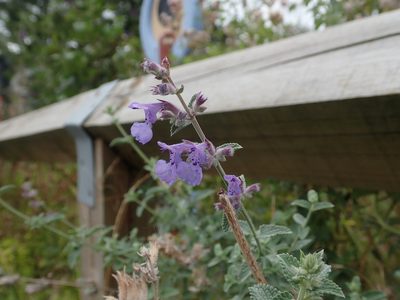 Nepeta racemosa, photographed by Daniel Cahen