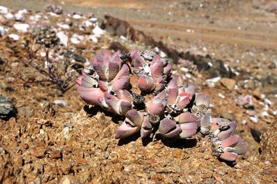 Cheiridopsis brownii, photographed by Tony Rebelo