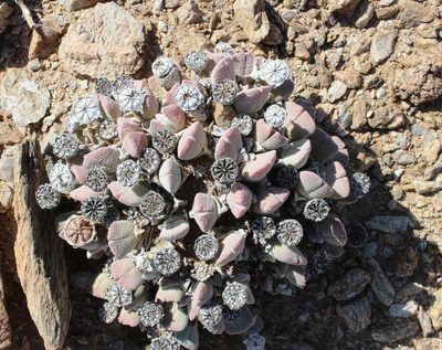 Cheiridopsis brownii, photographed by Tony Rebelo