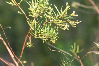Zieria laxiflora, photographed by Greg Tasney