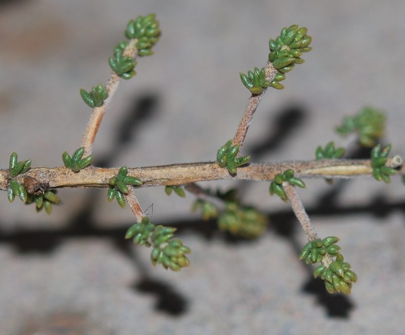 Aspalathus ramosissima, photographed by Charles Stirton