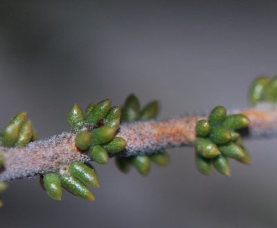 Aspalathus ramosissima, photographed by Charles Stirton