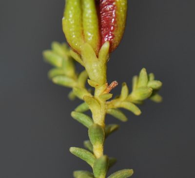 Diosma recurva, photographed by Charles Stirton