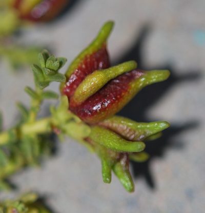 Diosma recurva, photographed by Charles Stirton