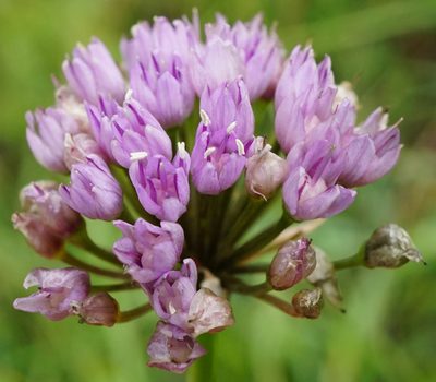 Allium angulosum, photographed by Patrick Hacker