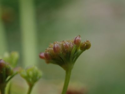 Apium graveolens, photographed by Daniel Cahen
