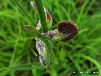 Argyrolobium tuberosum, photographed by Peter Warren