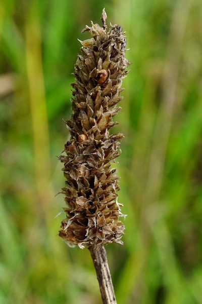 Plantago altissima, photographed by Patrick Hacker