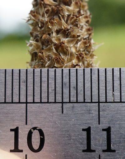 Plantago altissima, photographed by Patrick Hacker