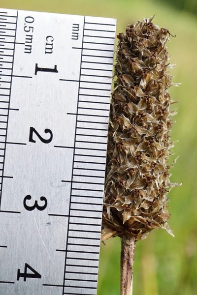 Plantago altissima, photographed by Patrick Hacker