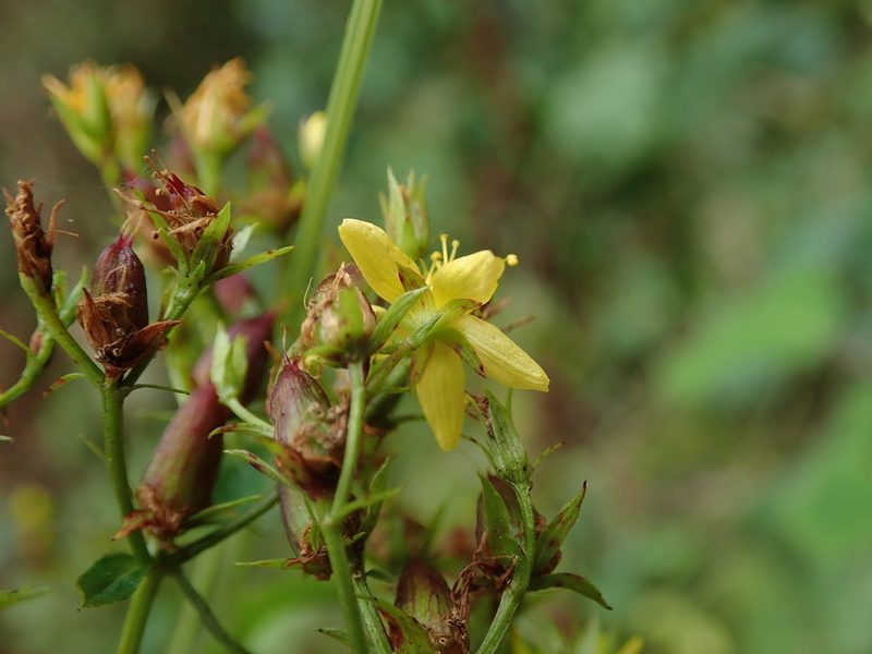 Hypericum tetrapterum, photographed by Daniel Cahen