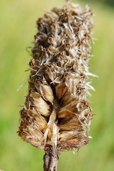 Plantago altissima, photographed by Patrick Hacker