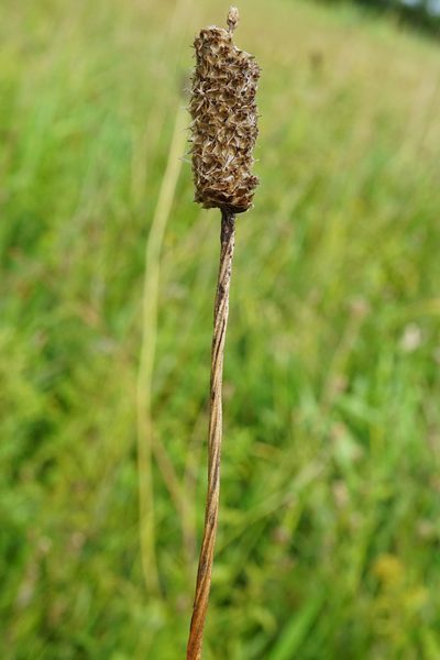 Plantago altissima, photographed by Patrick Hacker