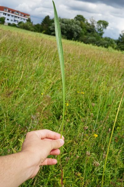 Plantago altissima, photographed by Patrick Hacker