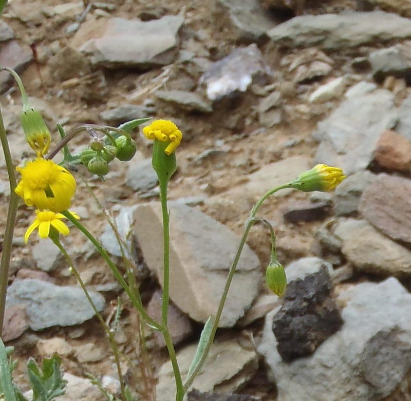 Senecio lessingii, photographed by Nicola van Berkel